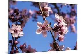 Washington, DC. Pink Cherry Blossoms on branches-Jolly Sienda-Mounted Premium Photographic Print