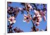 Washington, DC. Pink Cherry Blossoms on branches-Jolly Sienda-Framed Photographic Print