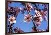 Washington, DC. Pink Cherry Blossoms on branches-Jolly Sienda-Framed Photographic Print