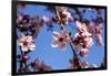 Washington, DC. Pink Cherry Blossoms on branches-Jolly Sienda-Framed Photographic Print