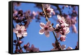 Washington, DC. Pink Cherry Blossoms on branches-Jolly Sienda-Framed Stretched Canvas