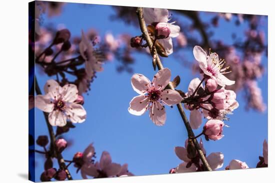 Washington, DC. Pink Cherry Blossoms on branches-Jolly Sienda-Stretched Canvas