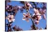 Washington, DC. Pink Cherry Blossoms on branches-Jolly Sienda-Stretched Canvas