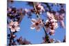 Washington, DC. Pink Cherry Blossoms on branches-Jolly Sienda-Mounted Photographic Print