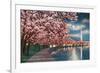 Washington DC, Potomac Park and Blossoming Cherry Trees Scene at Night-Lantern Press-Framed Premium Giclee Print