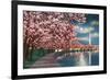 Washington DC, Potomac Park and Blossoming Cherry Trees Scene at Night-Lantern Press-Framed Premium Giclee Print