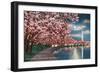 Washington DC, Potomac Park and Blossoming Cherry Trees Scene at Night-Lantern Press-Framed Art Print