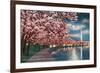 Washington DC, Potomac Park and Blossoming Cherry Trees Scene at Night-Lantern Press-Framed Art Print