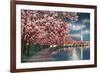 Washington DC, Potomac Park and Blossoming Cherry Trees Scene at Night-Lantern Press-Framed Art Print