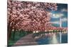 Washington DC, Potomac Park and Blossoming Cherry Trees Scene at Night-Lantern Press-Mounted Art Print