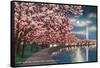 Washington DC, Potomac Park and Blossoming Cherry Trees Scene at Night-Lantern Press-Framed Stretched Canvas