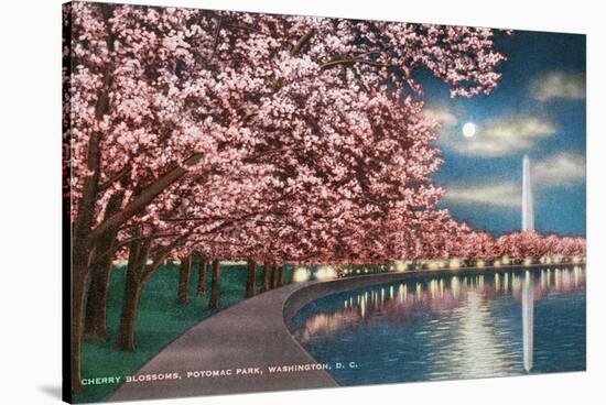 Washington DC, Potomac Park and Blossoming Cherry Trees Scene at Night-Lantern Press-Stretched Canvas