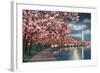 Washington DC, Potomac Park and Blossoming Cherry Trees Scene at Night-Lantern Press-Framed Art Print