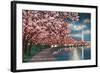 Washington DC, Potomac Park and Blossoming Cherry Trees Scene at Night-Lantern Press-Framed Art Print