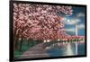 Washington DC, Potomac Park and Blossoming Cherry Trees Scene at Night-Lantern Press-Framed Art Print