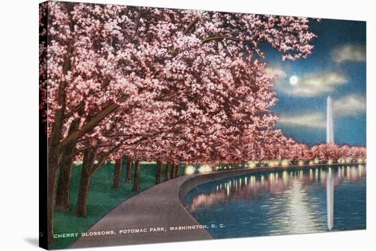 Washington DC, Potomac Park and Blossoming Cherry Trees Scene at Night-Lantern Press-Stretched Canvas