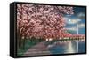 Washington DC, Potomac Park and Blossoming Cherry Trees Scene at Night-Lantern Press-Framed Stretched Canvas