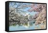 Washington Dc, Thomas Jefferson Memorial during Cherry Blossom Festival in Spring - United States-Orhan-Framed Stretched Canvas