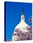 WASHINGTON DC - US Capitol and Cherry Blossoms, Washington D.C.-null-Stretched Canvas