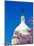 WASHINGTON DC - US Capitol and Cherry Blossoms, Washington D.C.-null-Mounted Photographic Print
