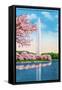 Washington DC, View of the Washington Monument through Blossoming Cherry Trees-Lantern Press-Framed Stretched Canvas