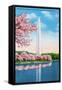 Washington DC, View of the Washington Monument through Blossoming Cherry Trees-Lantern Press-Framed Stretched Canvas