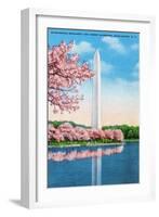 Washington DC, View of the Washington Monument through Blossoming Cherry Trees-Lantern Press-Framed Art Print