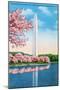 Washington DC, View of the Washington Monument through Blossoming Cherry Trees-Lantern Press-Mounted Art Print