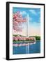 Washington DC, View of the Washington Monument through Blossoming Cherry Trees-Lantern Press-Framed Art Print