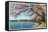 Washington DC, View of the Washington Monument with Blossoming Cherry Trees-Lantern Press-Framed Stretched Canvas