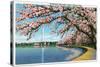 Washington DC, View of the Washington Monument with Blossoming Cherry Trees-Lantern Press-Stretched Canvas