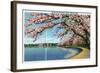 Washington DC, View of the Washington Monument with Blossoming Cherry Trees-Lantern Press-Framed Art Print