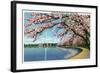 Washington DC, View of the Washington Monument with Blossoming Cherry Trees-Lantern Press-Framed Art Print