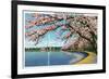 Washington DC, View of the Washington Monument with Blossoming Cherry Trees-Lantern Press-Framed Premium Giclee Print