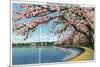 Washington DC, View of the Washington Monument with Blossoming Cherry Trees-Lantern Press-Mounted Premium Giclee Print