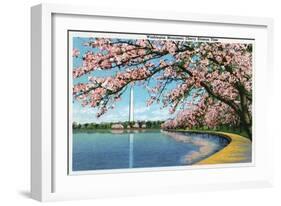 Washington DC, View of the Washington Monument with Blossoming Cherry Trees-Lantern Press-Framed Art Print