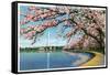 Washington DC, View of the Washington Monument with Blossoming Cherry Trees-Lantern Press-Framed Stretched Canvas