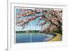 Washington DC, View of the Washington Monument with Blossoming Cherry Trees-Lantern Press-Framed Art Print