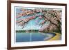 Washington DC, View of the Washington Monument with Blossoming Cherry Trees-Lantern Press-Framed Art Print