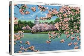 Washington DC, Vista of the Capitol through the Cherry Blossoms-Lantern Press-Stretched Canvas