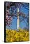 Washington DC. Washington Monument in springtime-Jolly Sienda-Framed Stretched Canvas