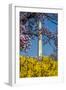 Washington DC. Washington Monument in springtime-Jolly Sienda-Framed Photographic Print