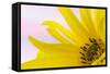 Washington. Detail of Sunflower Blossom-Jaynes Gallery-Framed Stretched Canvas