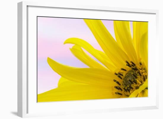 Washington. Detail of Sunflower Blossom-Jaynes Gallery-Framed Photographic Print