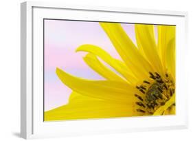 Washington. Detail of Sunflower Blossom-Jaynes Gallery-Framed Photographic Print