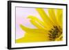 Washington. Detail of Sunflower Blossom-Jaynes Gallery-Framed Photographic Print