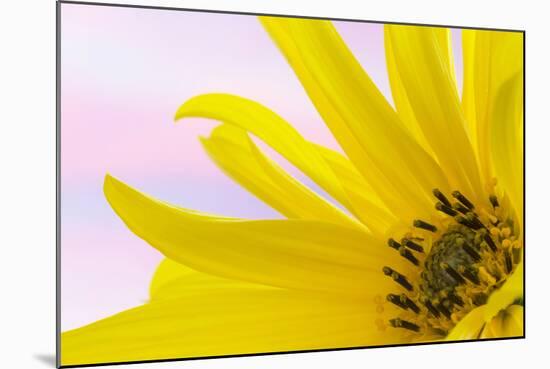 Washington. Detail of Sunflower Blossom-Jaynes Gallery-Mounted Photographic Print