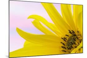 Washington. Detail of Sunflower Blossom-Jaynes Gallery-Mounted Photographic Print