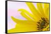 Washington. Detail of Sunflower Blossom-Jaynes Gallery-Framed Stretched Canvas