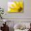 Washington. Detail of Sunflower Blossom-Jaynes Gallery-Stretched Canvas displayed on a wall